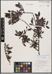 Salix bicolor Ehrh. ex Willd.